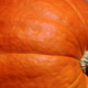 Giant orange pumpkin